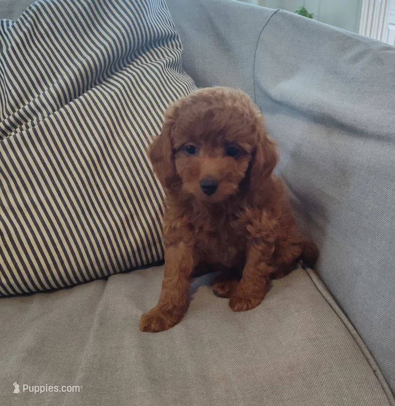 Rose – Miniature Goldendoodle puppy for sale in Stevens, PA