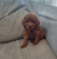 Rose, a female Miniature Goldendoodle for sale in Stevens, PA – 3 of 6
