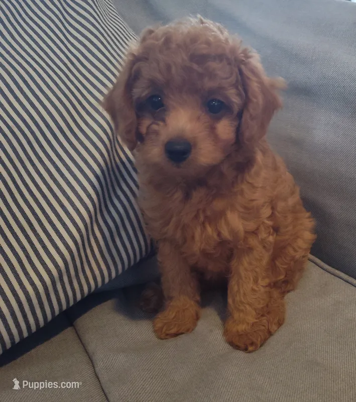 Ellie – Miniature Goldendoodle puppy for sale in Stevens, PA