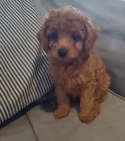 Ellie, a female Miniature Goldendoodle for sale in Stevens, PA – 3 of 7