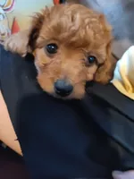 Ellie, a female Miniature Goldendoodle for sale in Stevens, PA – 2 of 4