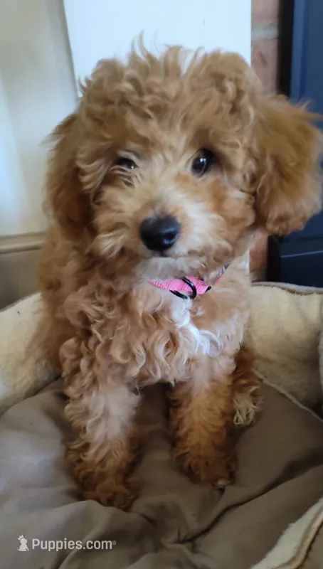 Poppy – Miniature Goldendoodle puppy for sale in Stevens, PA