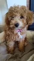 Poppy, a female Miniature Goldendoodle for sale in Stevens, PA – 1 of 5