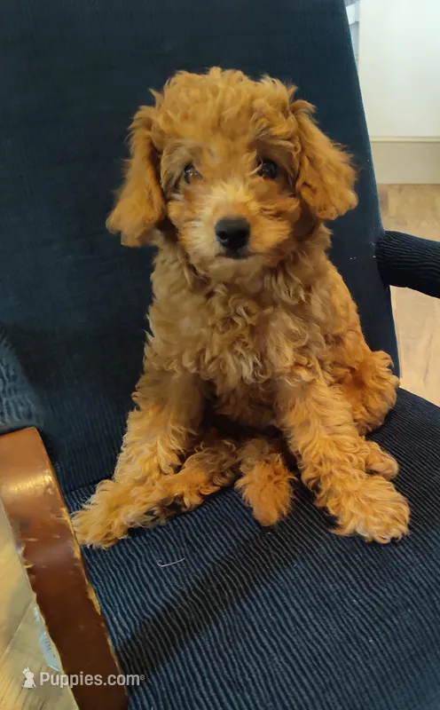 Ellie – Miniature Goldendoodle puppy for sale in Stevens, PA