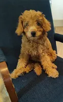 Ellie, a female Miniature Goldendoodle for sale in Stevens, PA – 2 of 7
