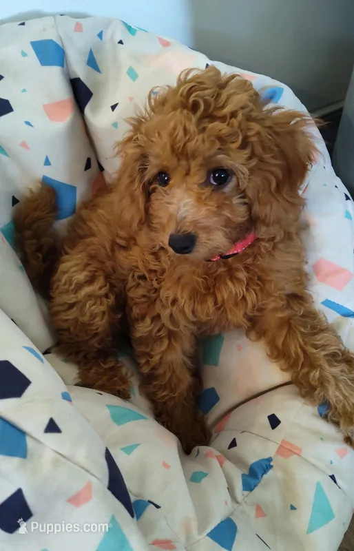 Ellie – Miniature Goldendoodle puppy for sale in Stevens, PA