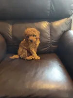 Ellie, a female Miniature Goldendoodle for sale in Stevens, PA – 4 of 4