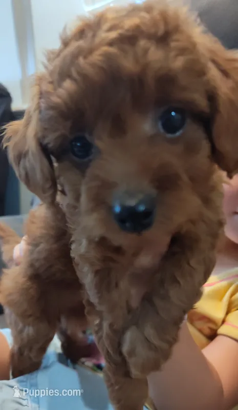 Rose – Miniature Goldendoodle puppy for sale in Stevens, PA