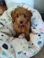Rose, a female Miniature Goldendoodle for sale in Stevens, PA – 1 of 6