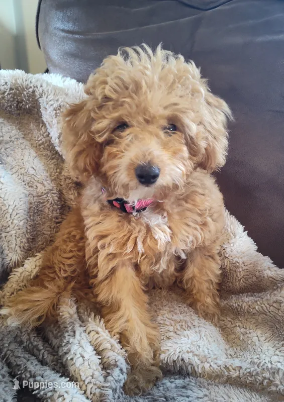 Poppy – Miniature Goldendoodle puppy for sale in Stevens, PA