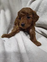Rose, a female Miniature Goldendoodle for sale in Stevens, PA – 3 of 3