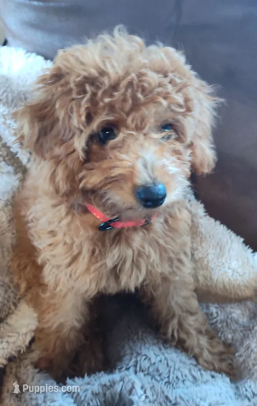 Ellie – Miniature Goldendoodle puppy for sale in Stevens, PA