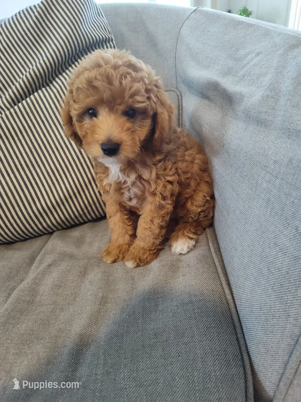 Poppy – Miniature Goldendoodle puppy for sale in Stevens, PA