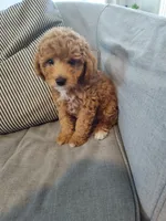Poppy, a female Miniature Goldendoodle for sale in Stevens, PA – 3 of 5