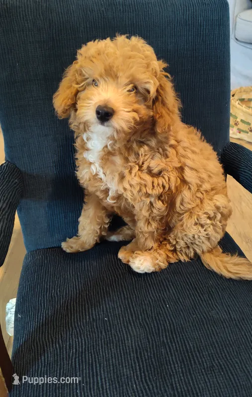 Poppy – Miniature Goldendoodle puppy for sale in Stevens, PA