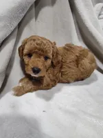 Poppy, a female Miniature Goldendoodle for sale in Stevens, PA – 2 of 2