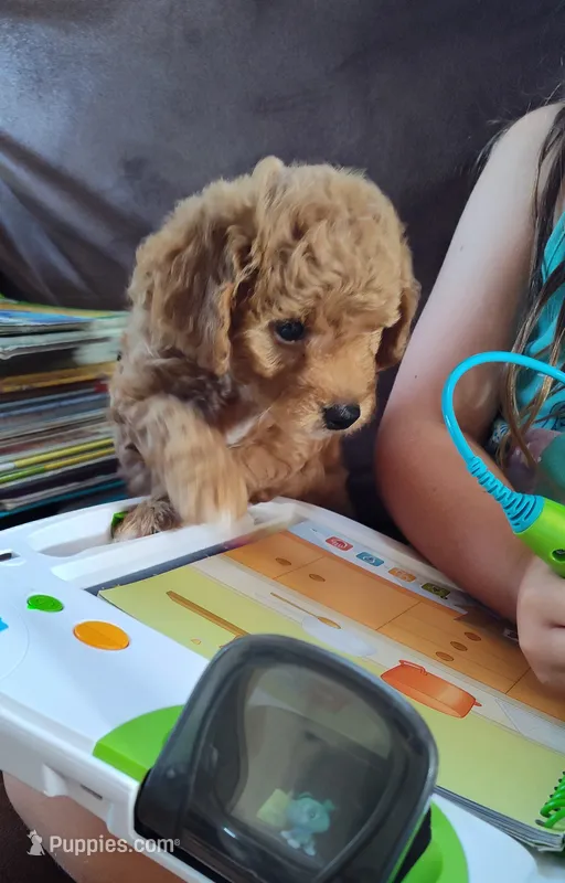 Poppy – Miniature Goldendoodle puppy for sale in Stevens, PA