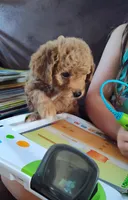 Poppy, a female Miniature Goldendoodle for sale in Stevens, PA – 1 of 2