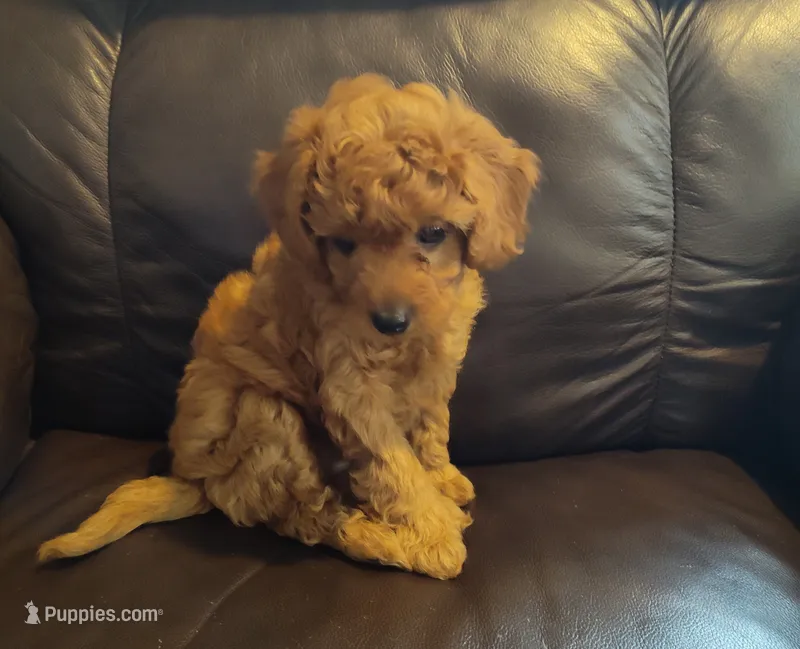 Ellie – Miniature Goldendoodle puppy for sale in Stevens, PA