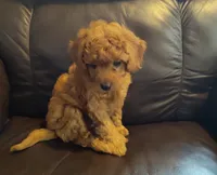 Ellie, a female Miniature Goldendoodle for sale in Stevens, PA – 1 of 4