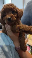 Rose, a female Miniature Goldendoodle for sale in Stevens, PA – 2 of 3
