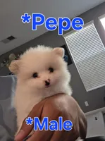 Pepe, a male Pomeranian for sale in Dublin, CA – 4 of 4