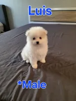 Luis, a male Pomeranian for sale in Dublin, CA – 2 of 6