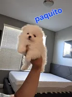 Paquito, a male Pomeranian for sale in Dublin, CA – 2 of 5