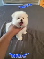 Paquito, a male Pomeranian for sale in Dublin, CA – 3 of 5
