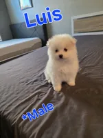 Luis, a male Pomeranian for sale in Dublin, CA – 3 of 6