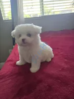 Simba , a male Pomeranian and Poodle - Miniature  for sale in Dublin, CA – 2 of 2