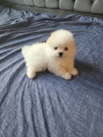 Mini, a female Pomeranian for sale in Dublin, CA – 4 of 7