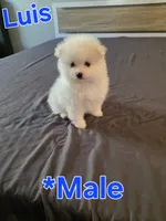 Luis, a male Pomeranian for sale in Dublin, CA – 6 of 6