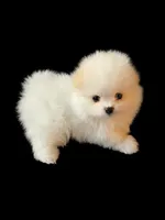Mini, a female Pomeranian for sale in Dublin, CA – 2 of 7
