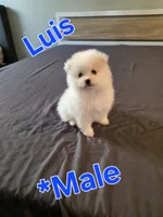 Luis, a male Pomeranian for sale in Dublin, CA – 4 of 6
