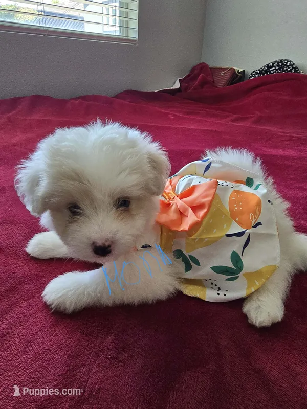 Moni – Pomeranian, Poodle - Miniature  puppy for sale in Dublin, CA