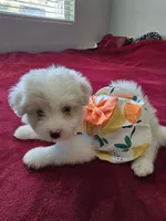 Moni, a female Pomeranian and Poodle - Miniature  for sale in Dublin, CA – 1 of 2