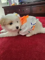 Estella, a female Pomeranian for sale in Dublin, CA – Photo 3 of 3