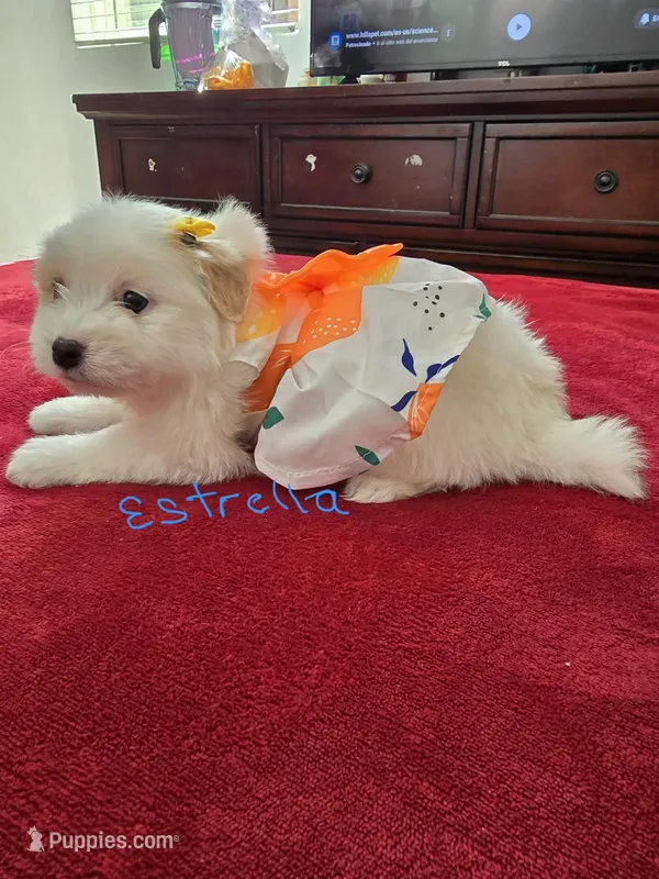 Estella – Pomeranian puppy for sale in Dublin, CA
