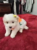 Estella, a female Pomeranian for sale in Dublin, CA – Photo 2 of 3