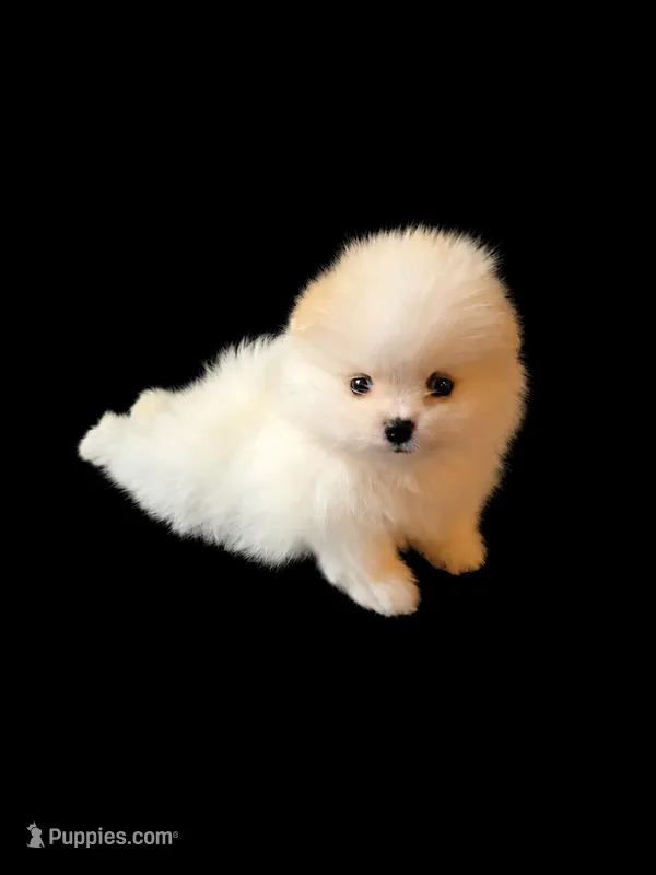 Mini – Pomeranian puppy for sale in Dublin, CA