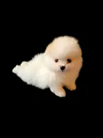 Mini, a female Pomeranian for sale in Dublin, CA – 1 of 7