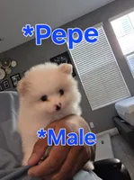 Pepe, a male Pomeranian for sale in Dublin, CA – 2 of 4
