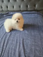 Mini, a female Pomeranian for sale in Dublin, CA – 6 of 7