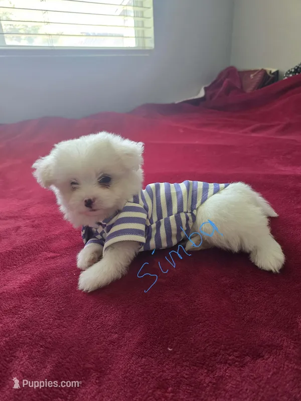 Simba  – Pomeranian, Poodle - Miniature  puppy for sale in Dublin, CA