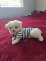 Simba , a male Pomeranian and Poodle - Miniature  for sale in Dublin, CA – 1 of 2