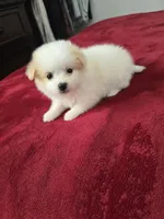 Pepe, a male Pomeranian and Poodle - Miniature  for sale in Dublin, CA – Photo 3 of 3