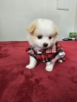 Pepe, a male Pomeranian and Poodle - Miniature  for sale in Dublin, CA – Photo 2 of 3