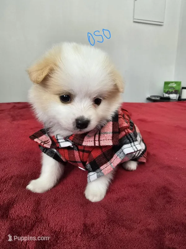 Pepe – Pomeranian, Poodle - Miniature  puppy for sale in Dublin, CA