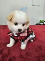 Pepe, a male Pomeranian and Poodle - Miniature  for sale in Dublin, CA – Photo 1 of 3